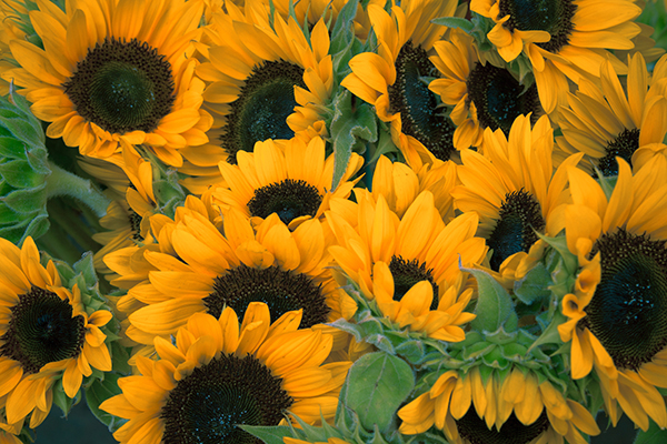 Sunflowerrs.jpg