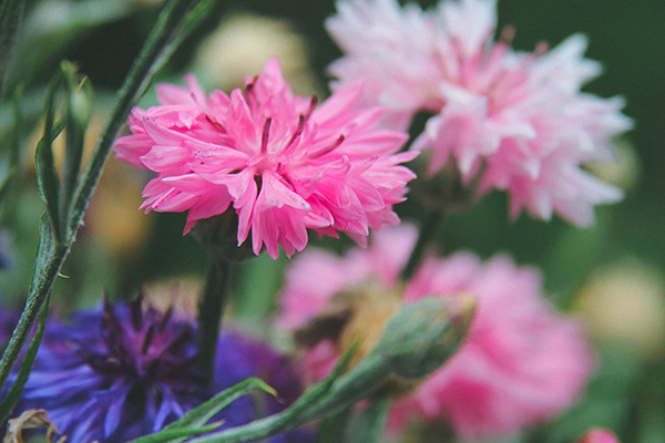 CornFlowers.jpg