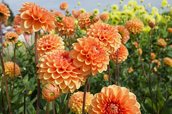 Dahlias.jpg