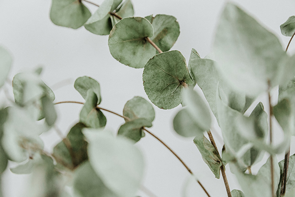 Eucalyptus.jpg
