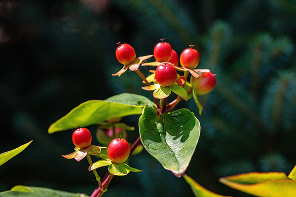 StJohnsWort.jpg