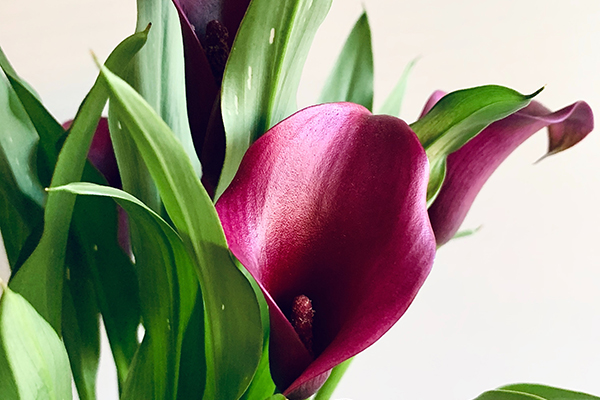 lilies.jpg