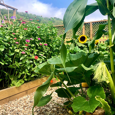 zinnias and sunflowers